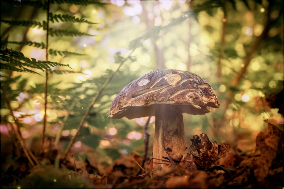 Sustainable Practices in Mycology and Ecology